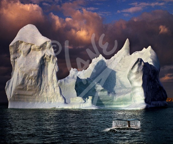 Little Harbour, iceberg and humpback